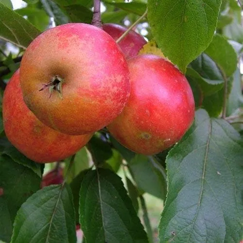 Apple Red Elstar
