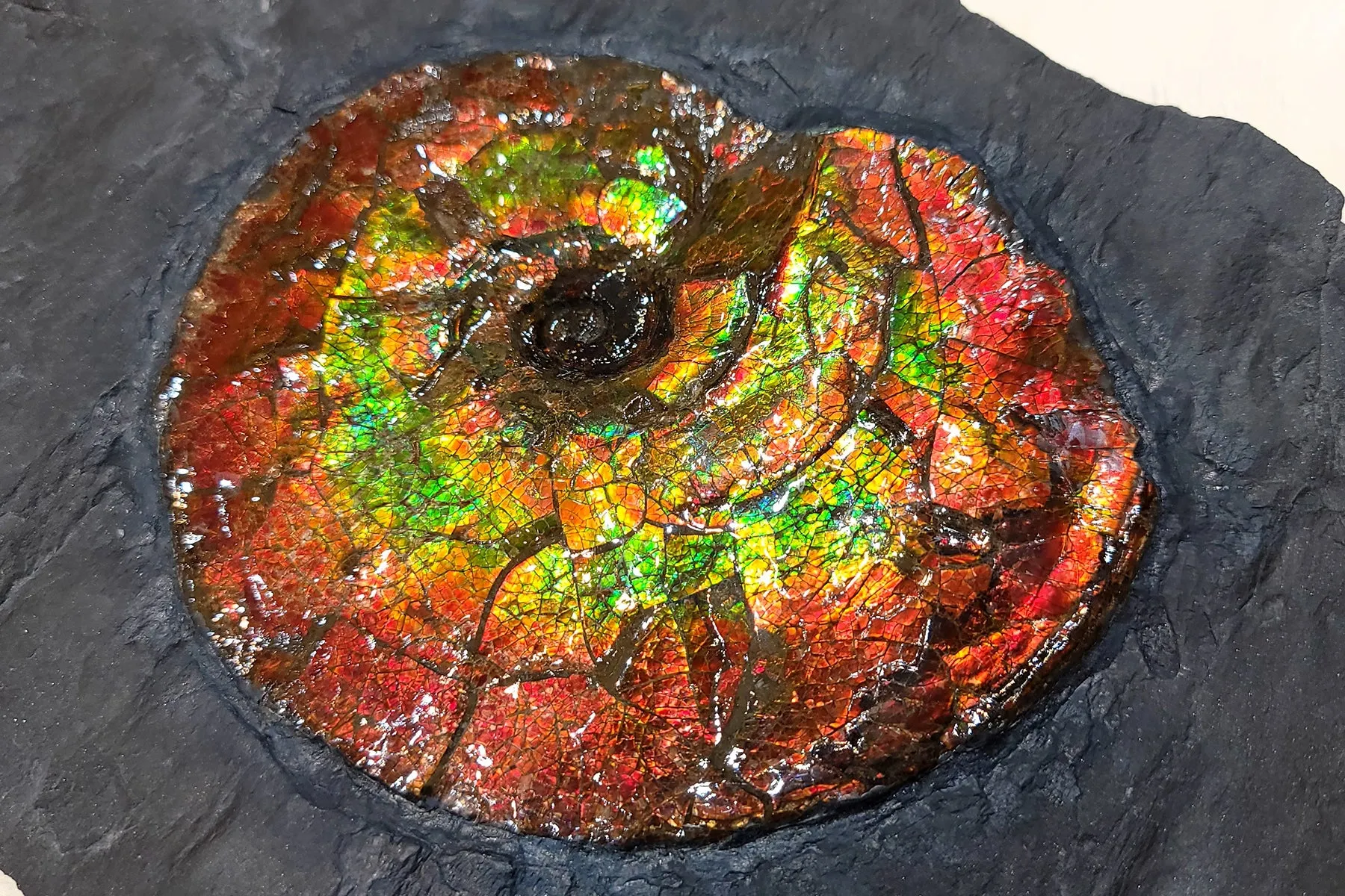 Canadian Ammonite Placenticeras intercalare on Matrix - ALF1519U16