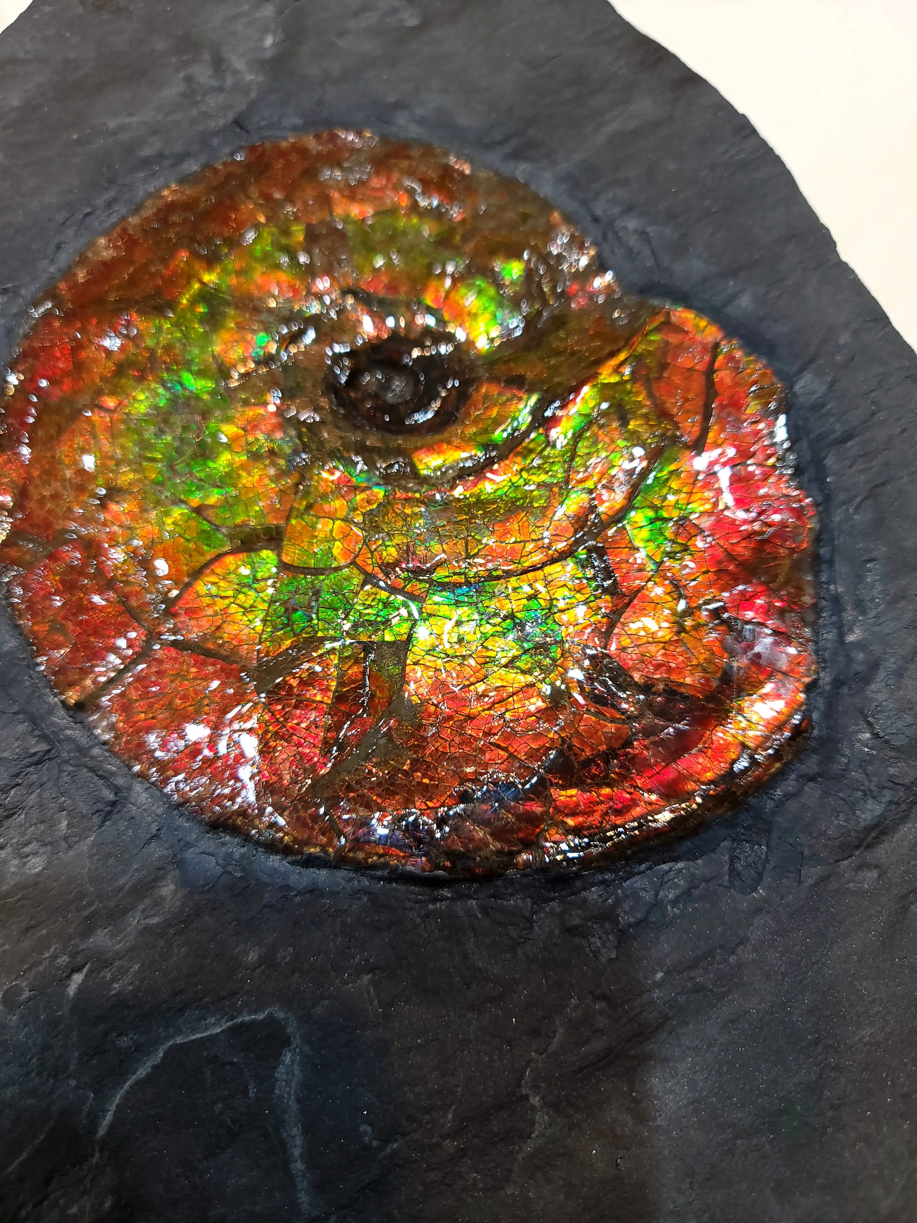 Canadian Ammonite Placenticeras intercalare on Matrix - ALF1519U16