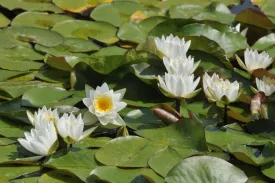 Odorata Hardy Waterlily  'American White Waterlily' <br> THIS SHIPS IN SPRING & SUMMER