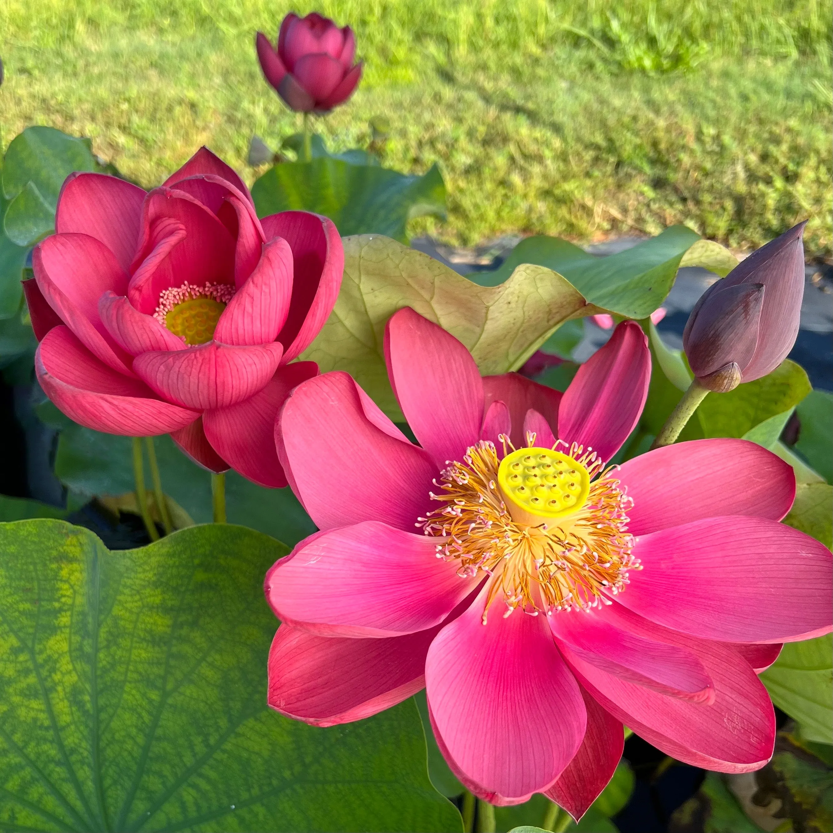 Torch of Nanjing Lotus