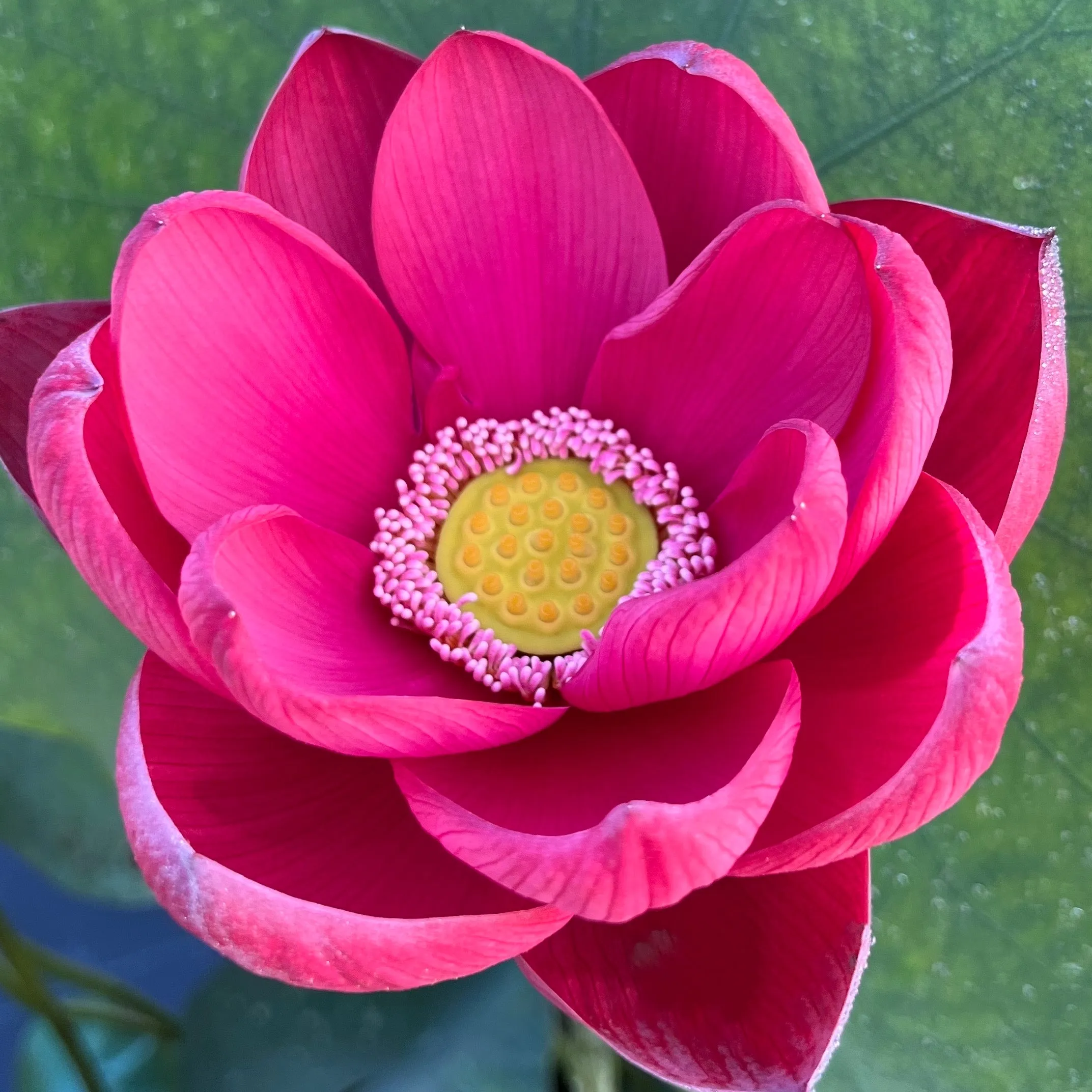 Torch of Nanjing Lotus