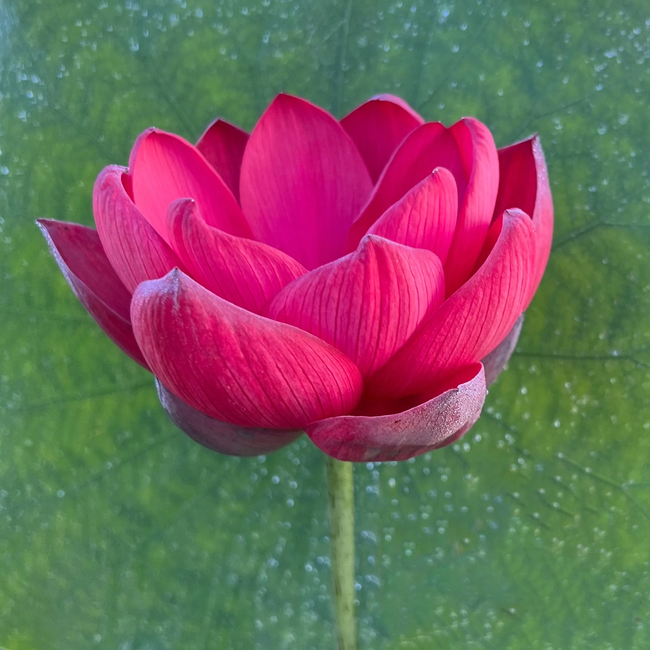 Torch of Nanjing Lotus